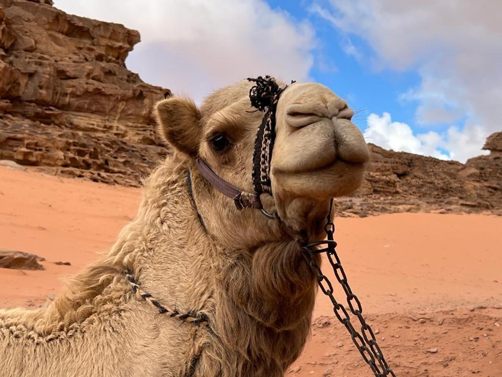 Hotel Maraheb Luxury Camp Wadi Rum Exteriér fotografie